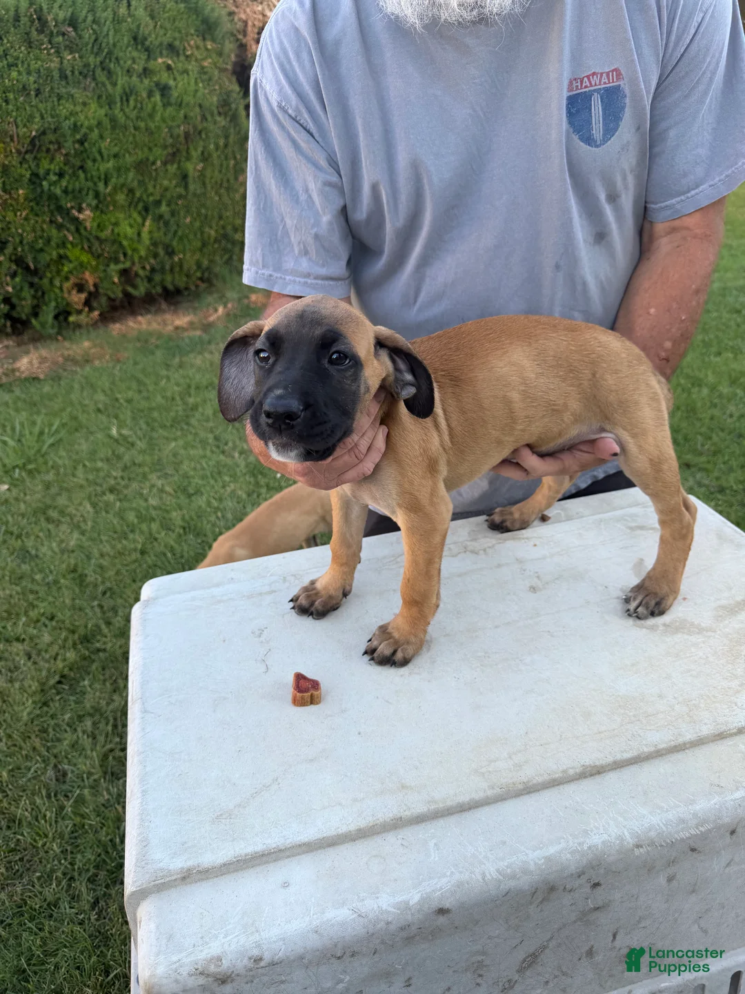 Mixed Breed dogs for sale: Tan black snout white chin female - Ad 2