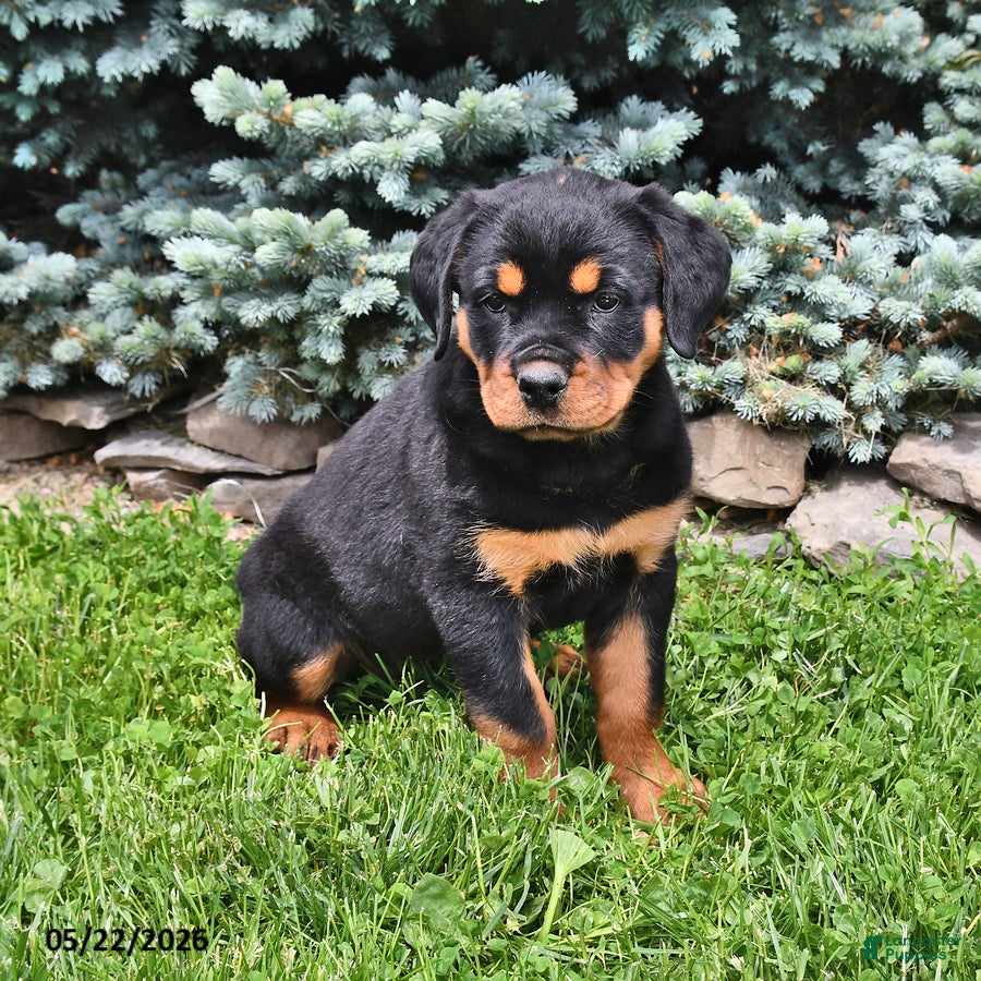 Rottweiler dogs Beatrix - Ad 1
