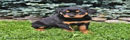 Rottweiler dogs for sale: Beatrix - Ad 1