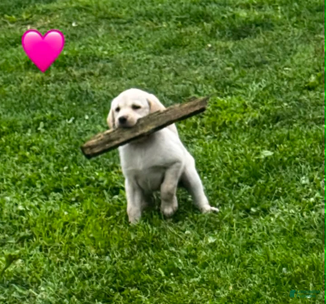Labrador Retriever dogs for sale: Yellow Female Pink collar - Ad 2