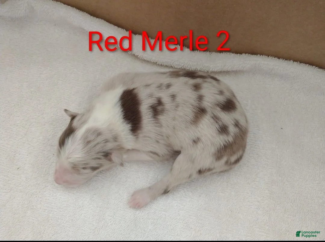 Border Collie dogs for sale: Border Collie 2 - Ad 2