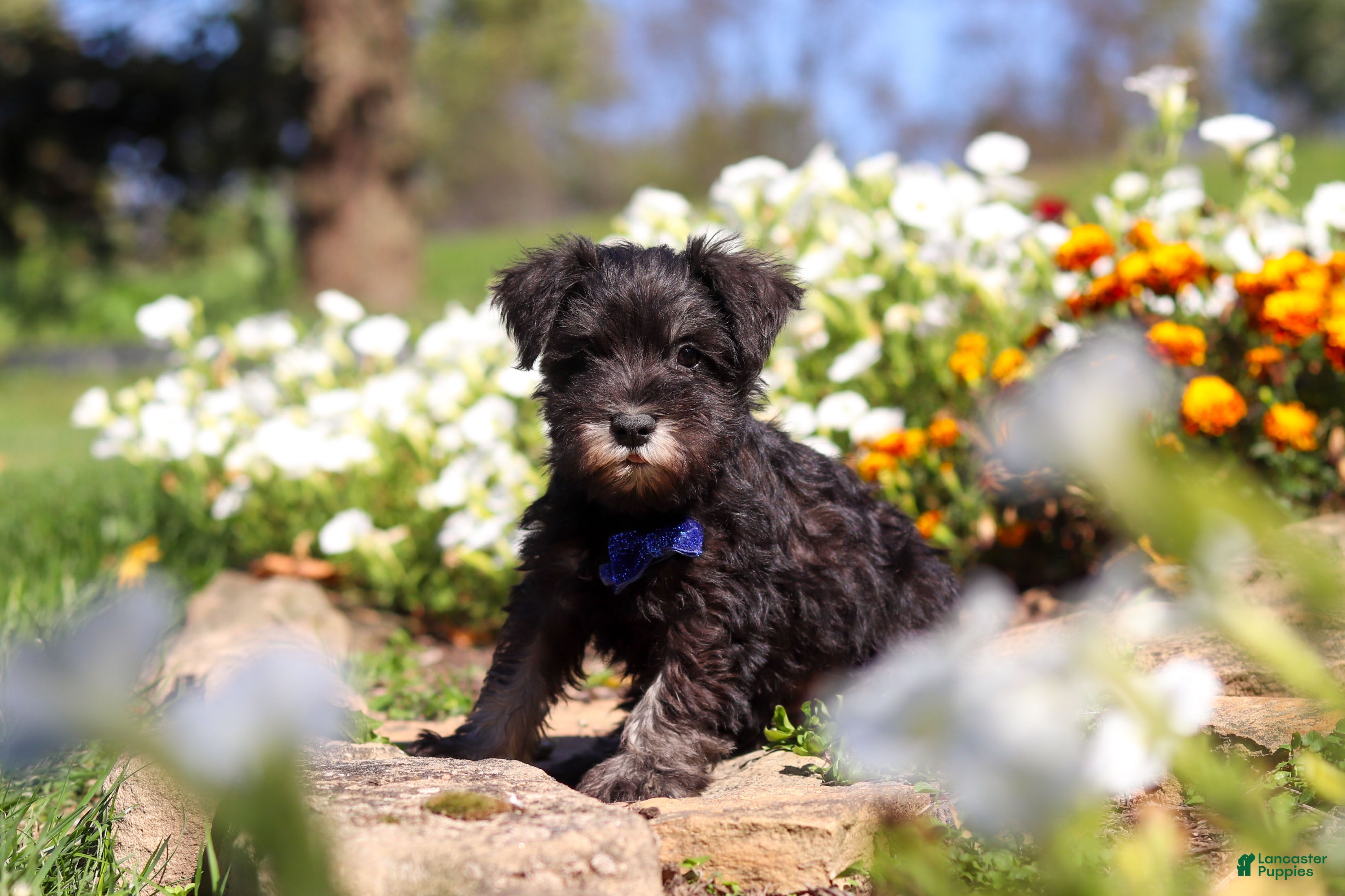 Miniature Schnauzer dogs Mason - Ad 2