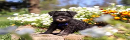 Miniature Schnauzer dogs for sale: Mason - Ad 2