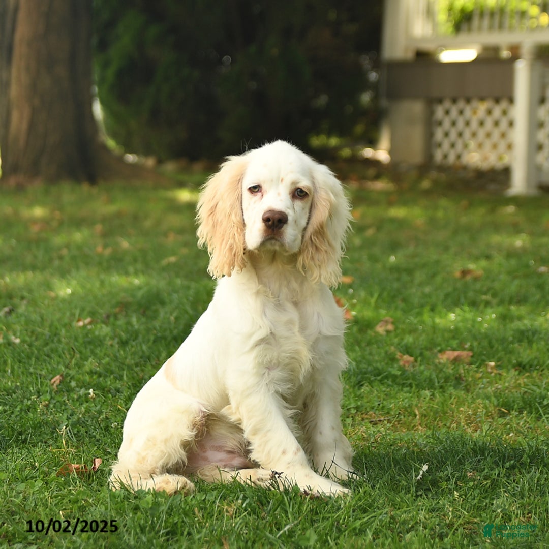 South Africa Spaniel Welfare Animal Rescue Springer Spaniel North - Main Image