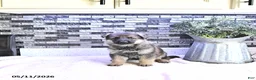 German Shepherd dogs for sale: Cody - Ad 4