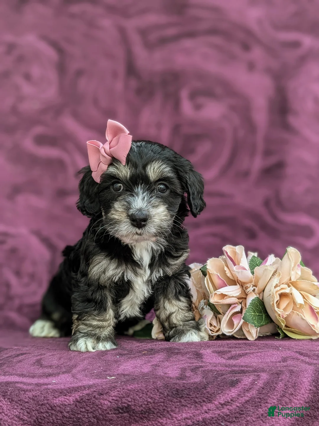 Cockapoo dogs for sale: Lara - Ad 2