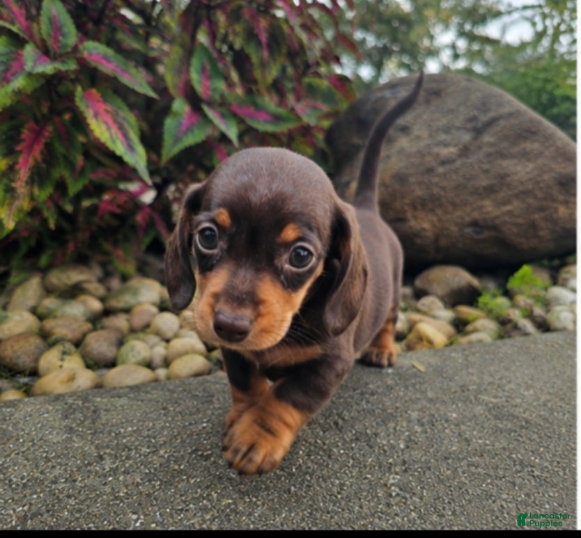 Dachshund dogs Roxy - Ad 2