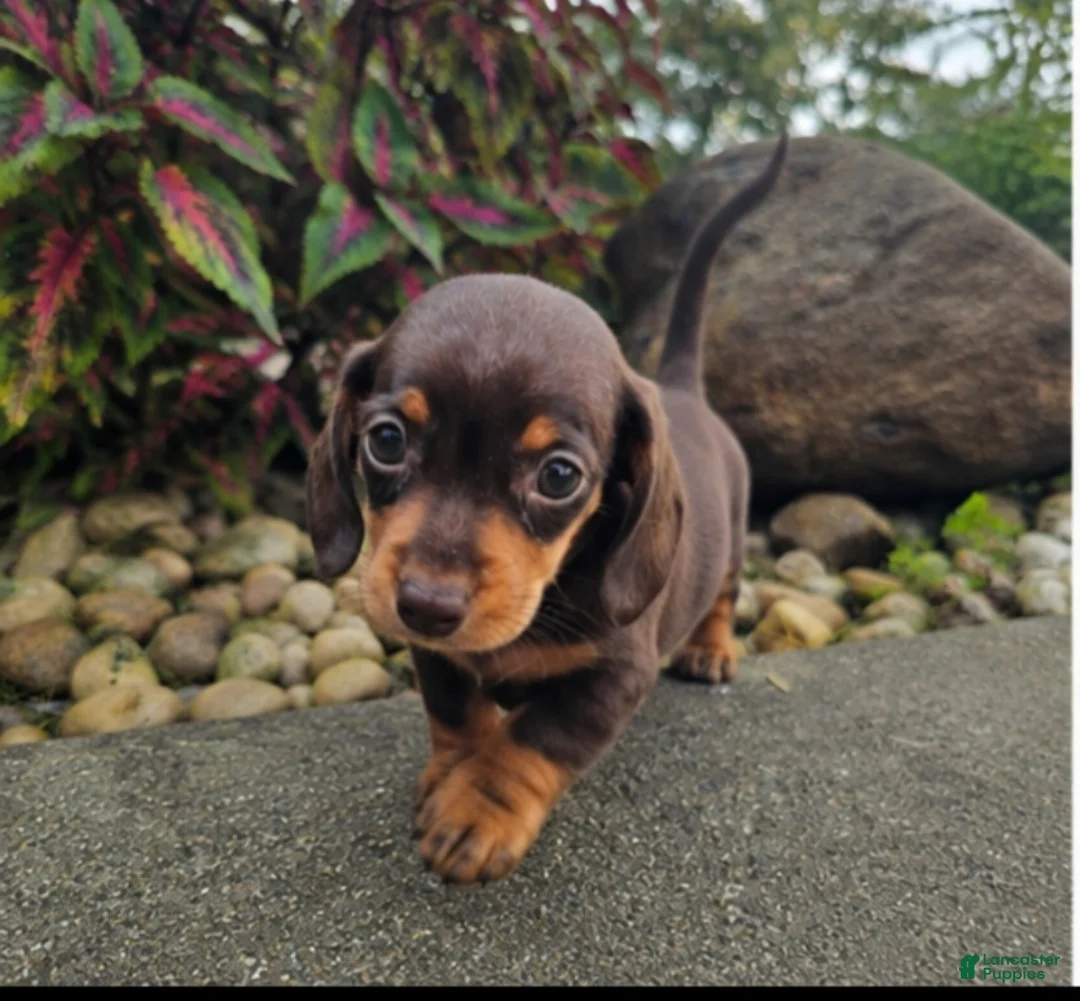 Dachshund dogs for sale: Roxy - Ad 2