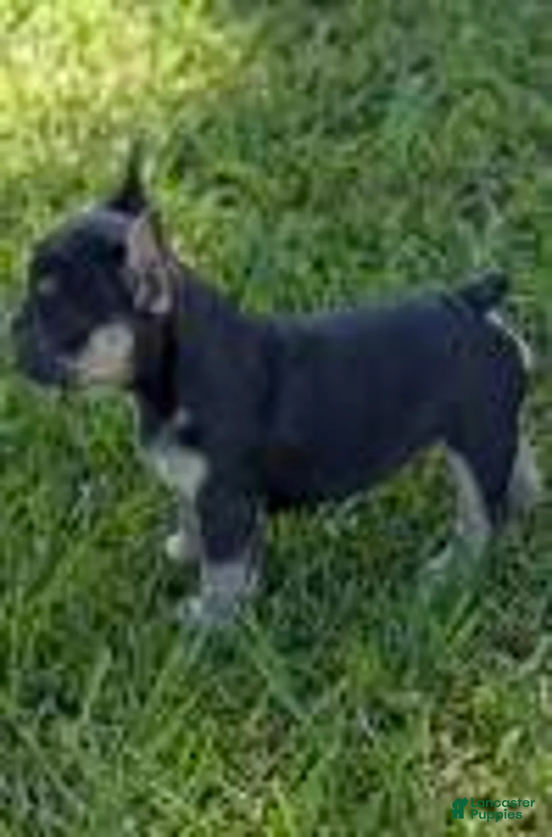 French Bulldog dogs for sale: Rose - Ad 2