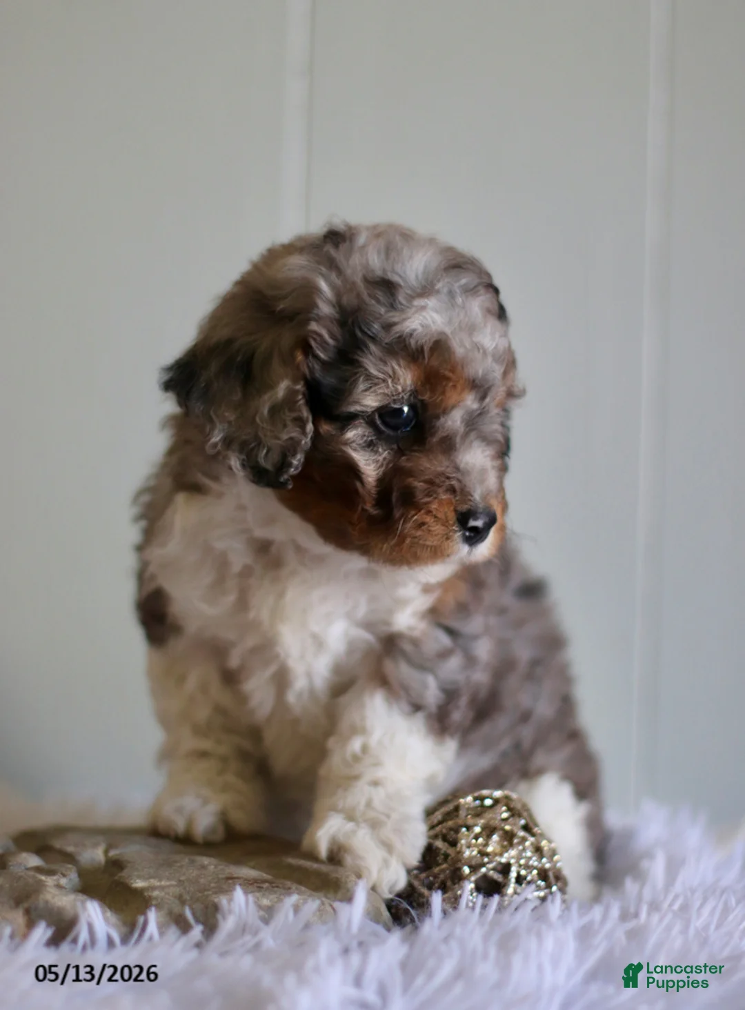 Cavapoo dogs for sale: Lucky - Ad 2