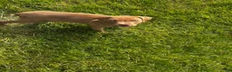 American Pit Bull Terrier dogs for sale: American Pit Bull Terrier Puppy 1 - Ad 2