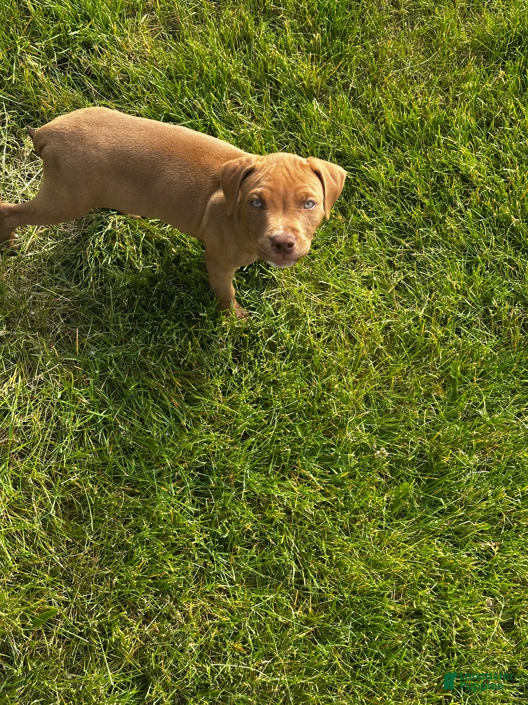 American Pit Bull Terrier dogs for sale: American Pit Bull Terrier Puppy 1 - Ad 2