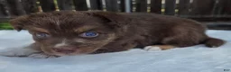 Australian Shepherd dogs for sale: Sebastian - Ad 3