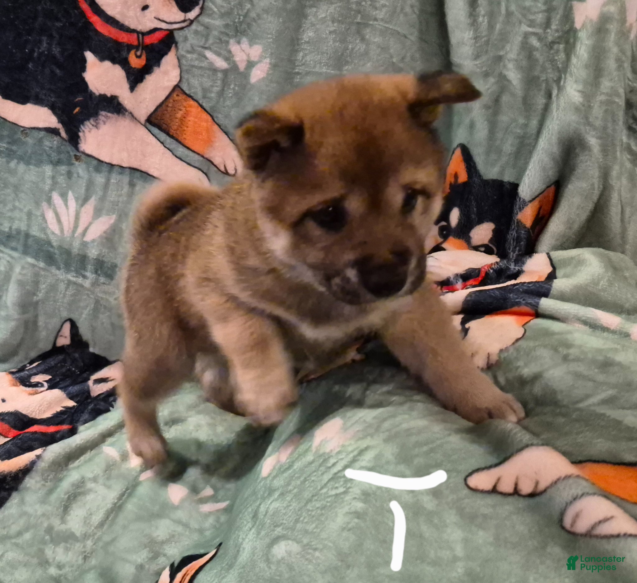 Shiba Inu dogs Shiba Inu Puppy 1 - Ad 7
