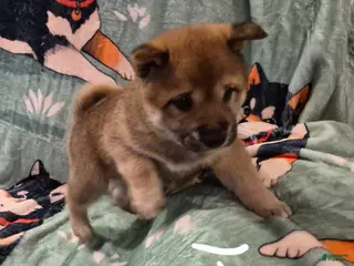 Shiba Inu dogs Shiba Inu Puppy 1 - Ad 7