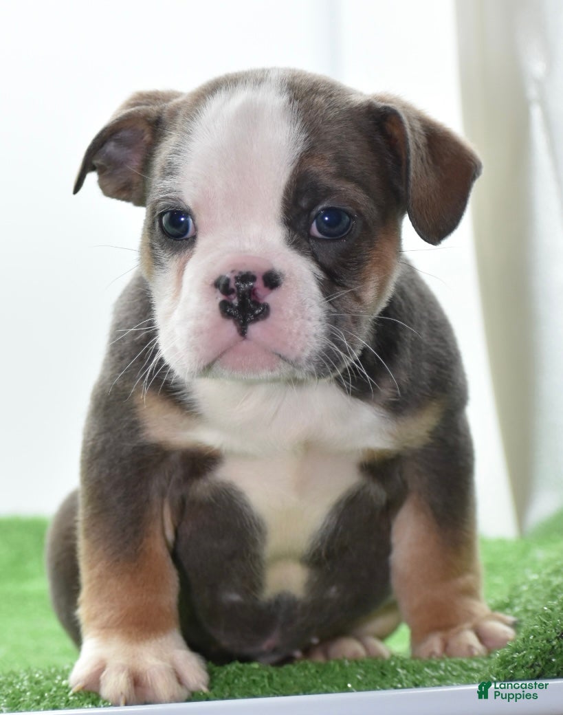 Mixed Breed dogs Savana tiny puppy - Ad 18