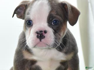 Mixed Breed dogs Savana tiny puppy - Ad 18