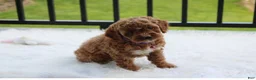 Cockapoo dogs for sale: Phoebe  - Ad 5