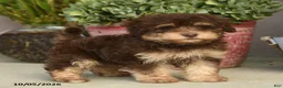 Havapoo dogs for sale: Theodore - Ad 4