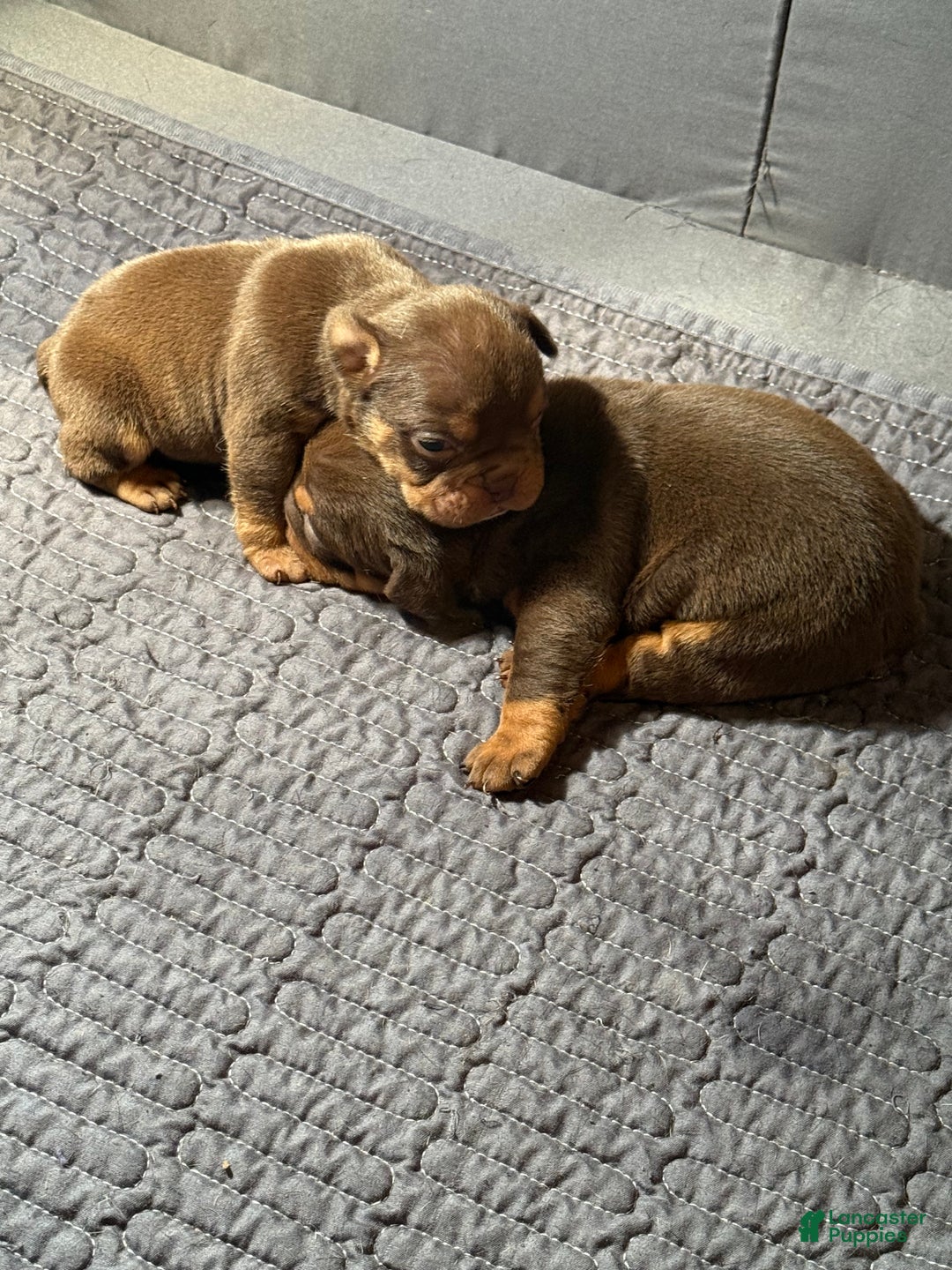 English Bulldog dogs for sale: Aries  - Ad 9