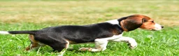 Beagle dogs for sale: Bo - Ad 5