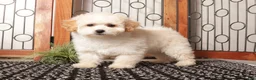 Maltipoo dogs for sale: Murphy Playful Maltipoo - Ad 4
