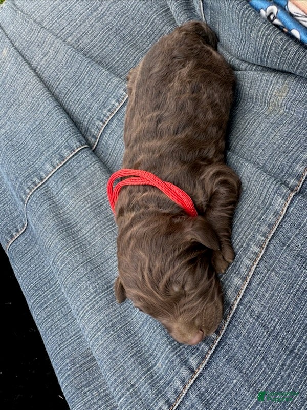 Goldendoodle dogs Red - Ad 1