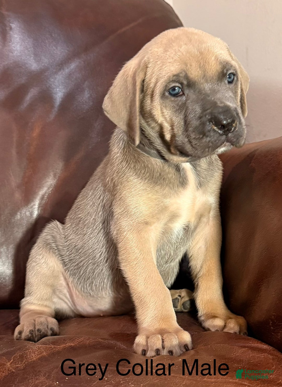 Cane Corso dogs for sale: Aqua Collar  F Cane Corso Puppy  - Ad 10