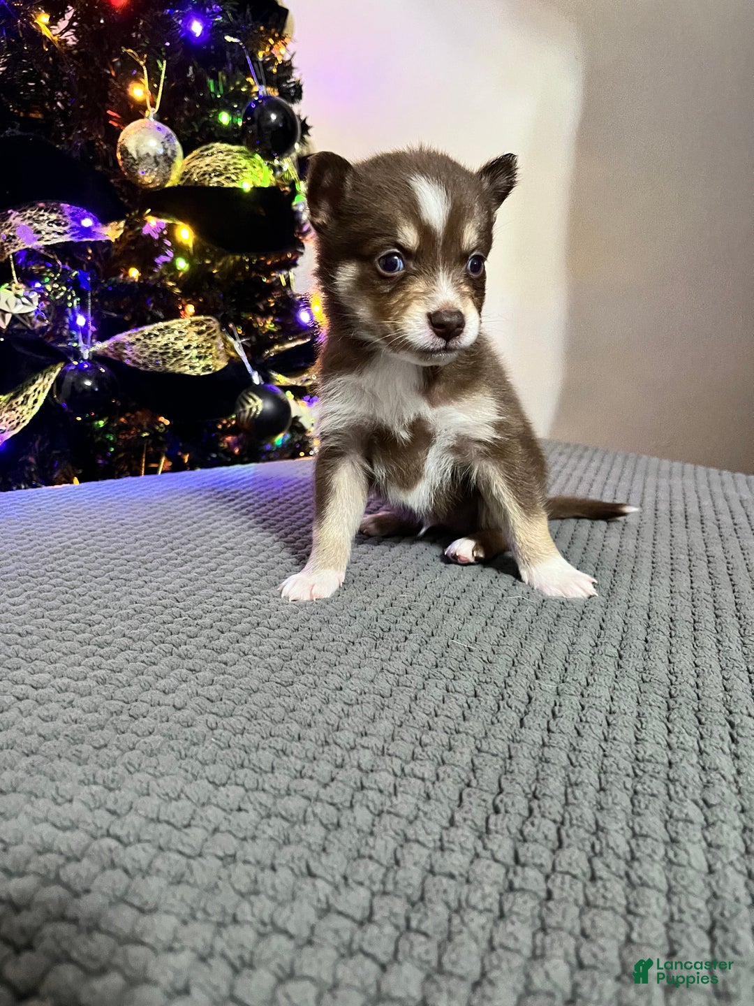Pomsky dogs for sale: Master Splinter - Ad 1