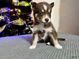 Pomsky dogs Master Splinter - Ad 23