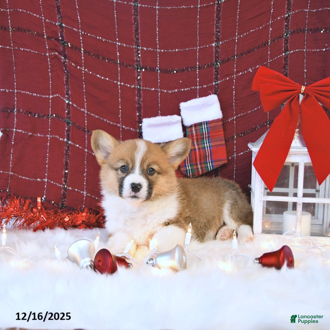 Welsh Corgi Pembroke dogs for sale: Oxie - Ad 4
