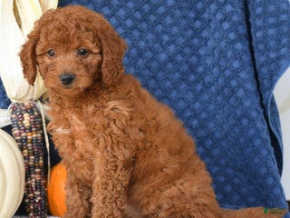 Mini Goldendoodle dogs - Ad 37