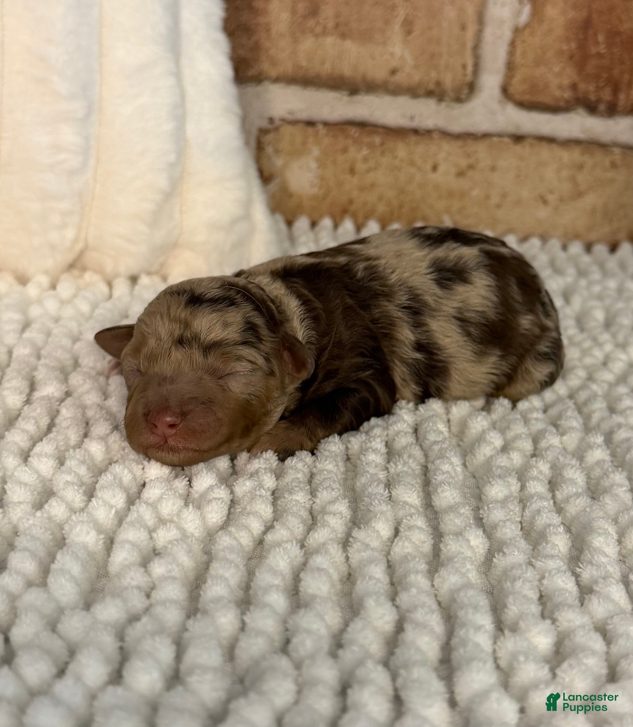 Mini Aussiedoodle dogs Tizzy - Ad 39