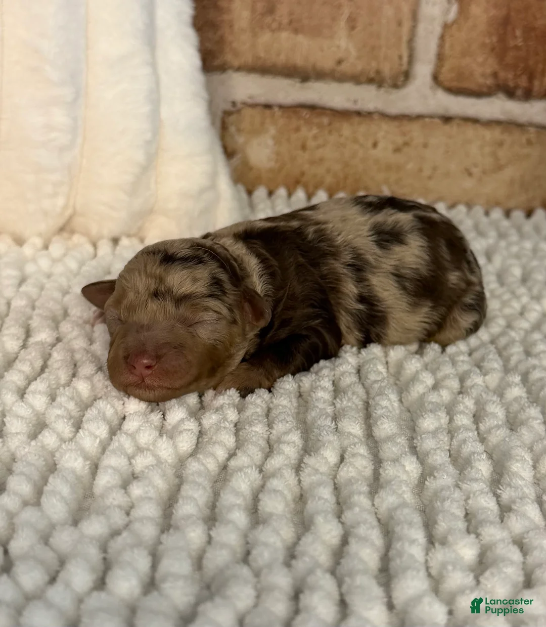 Mini Aussiedoodle dogs for sale: Tizzy - Ad 1