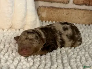 Mini Aussiedoodle dogs for sale: Tizzy - Ad 3