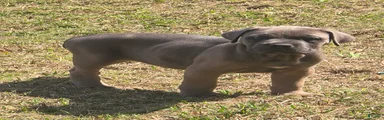 Cane Corso Puppy 3