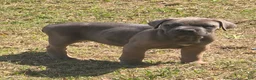 Cane Corso dogs for sale: Cane Corso Puppy 3 - Ad 1
