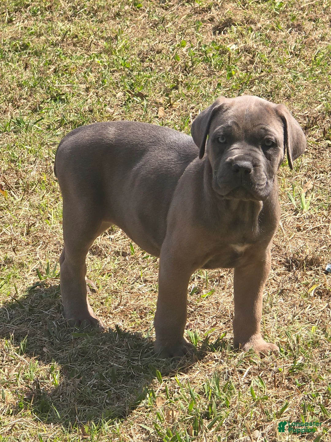 Cane Corso dogs for sale: Cane Corso Puppy 3 - Ad 1