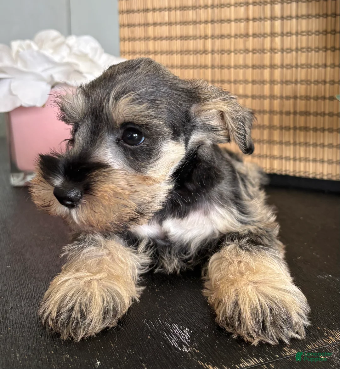 Miniature Schnauzer dogs for sale: Molly - Ad 2