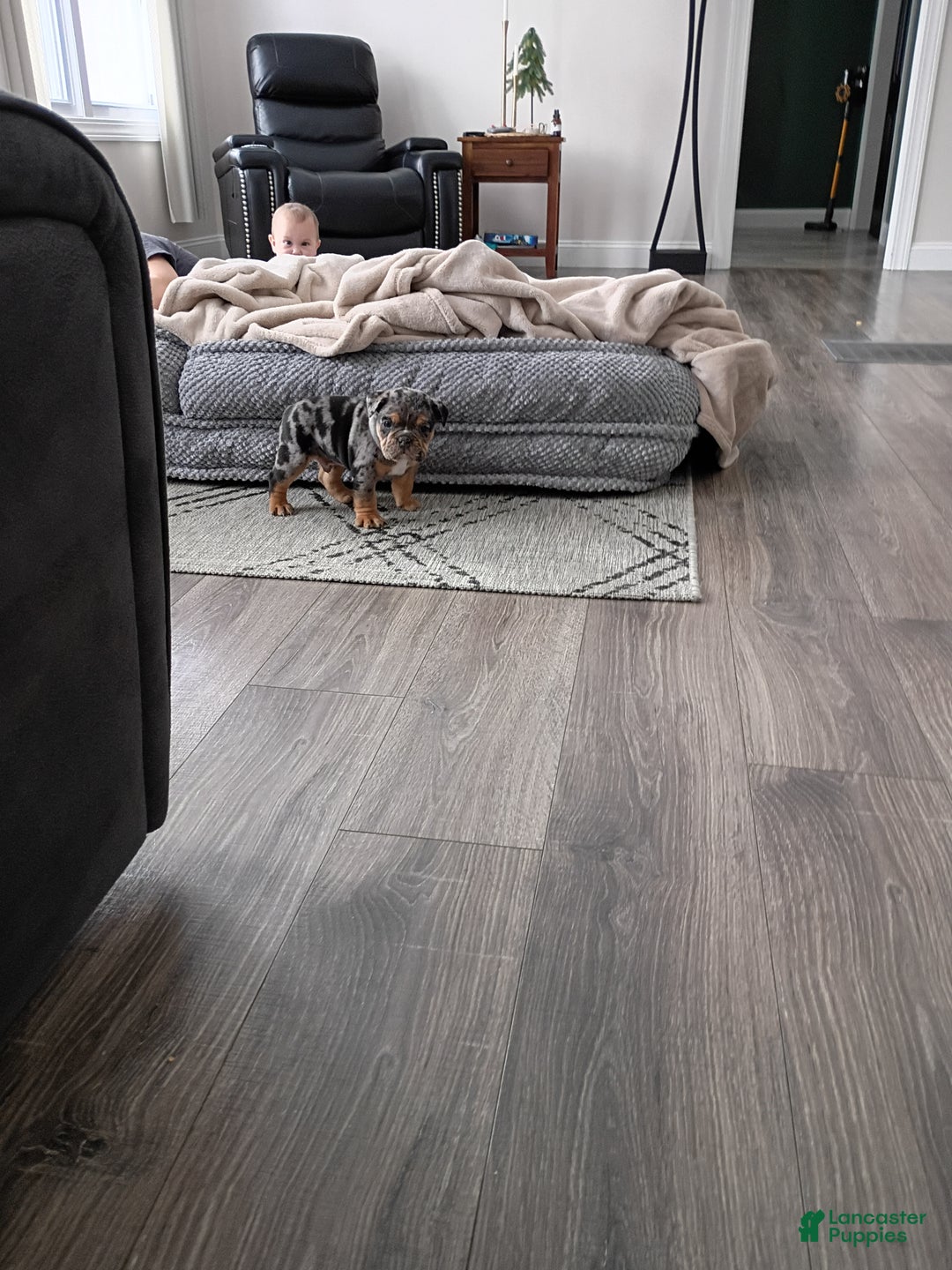 Olde English Bulldogge dogs for sale: Jackson - Ad 3