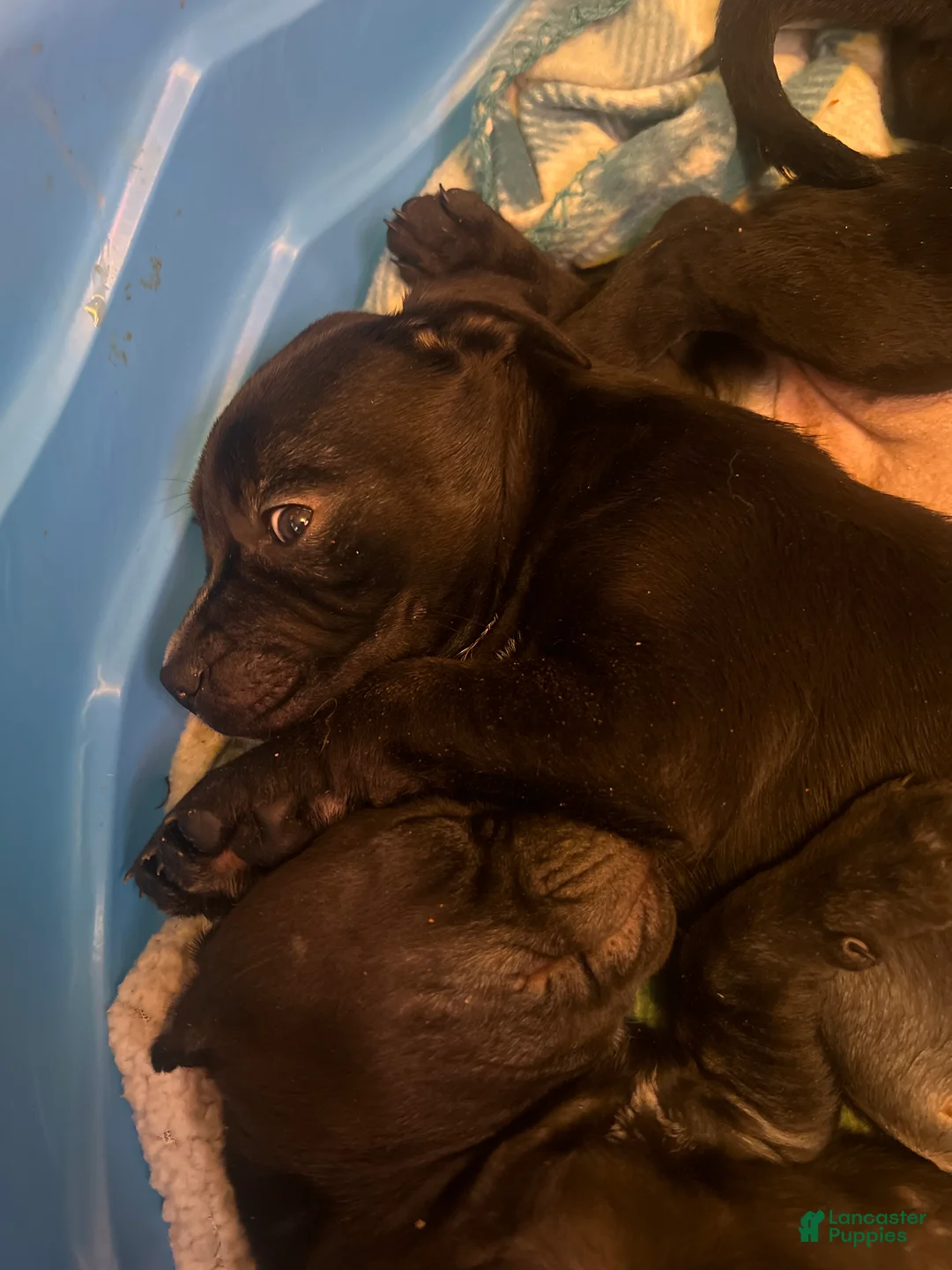 Mixed Breed dogs for sale: Mixed Breed Puppy 3 - Ad 1