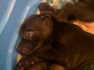 Mixed Breed dogs Mixed Breed Puppy 3 - Ad 11