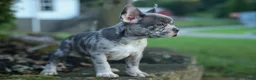 Frenchton dogs for sale: MINDY - Ad 24