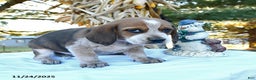 Beagle dogs for sale: Joe - Ad 1