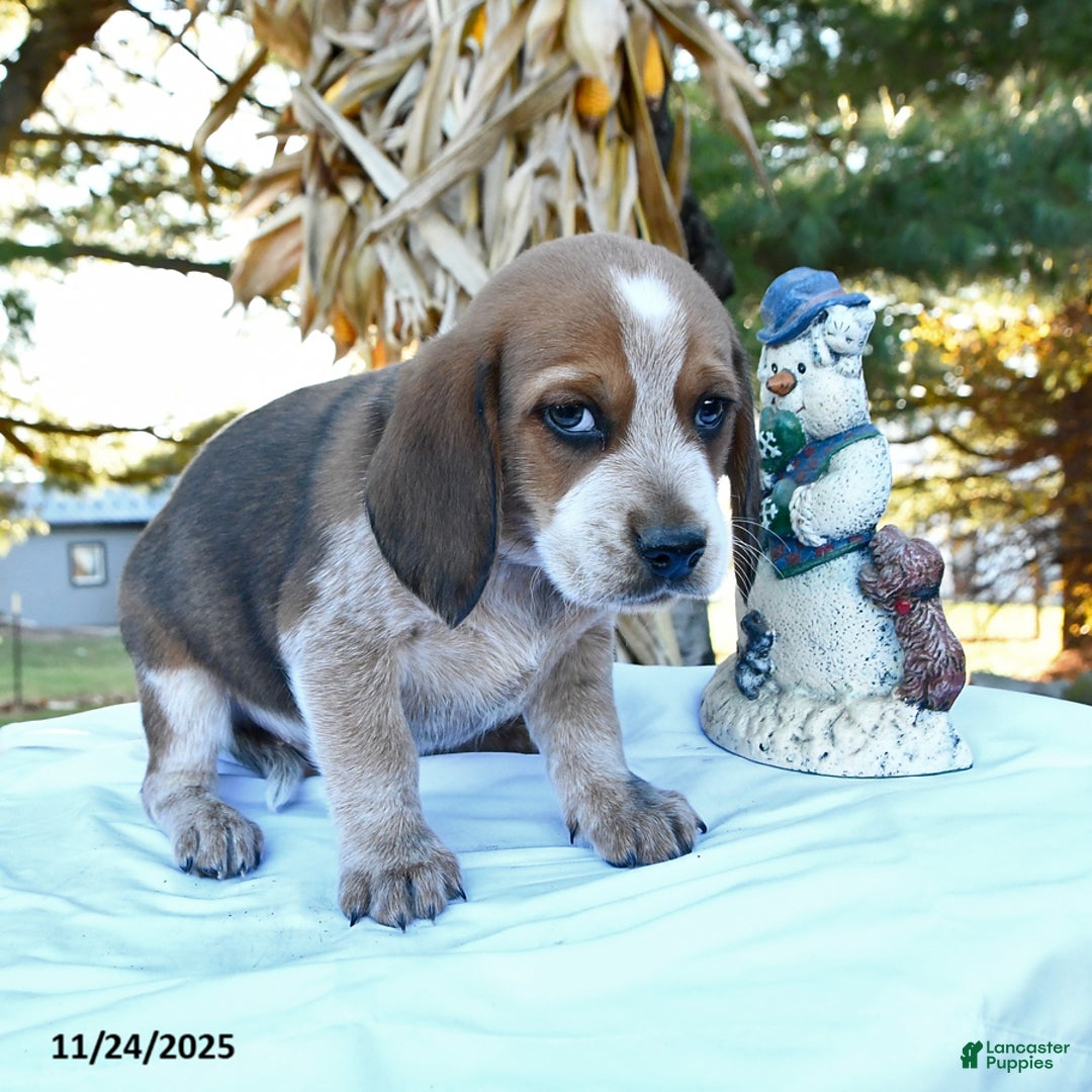 Beagle dogs for sale: Joe - Ad 1