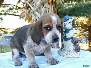 Beagle dogs Joe - Ad 28