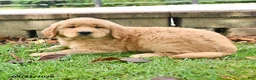 Labrador Retriever dogs for sale: Rosie - Ad 1