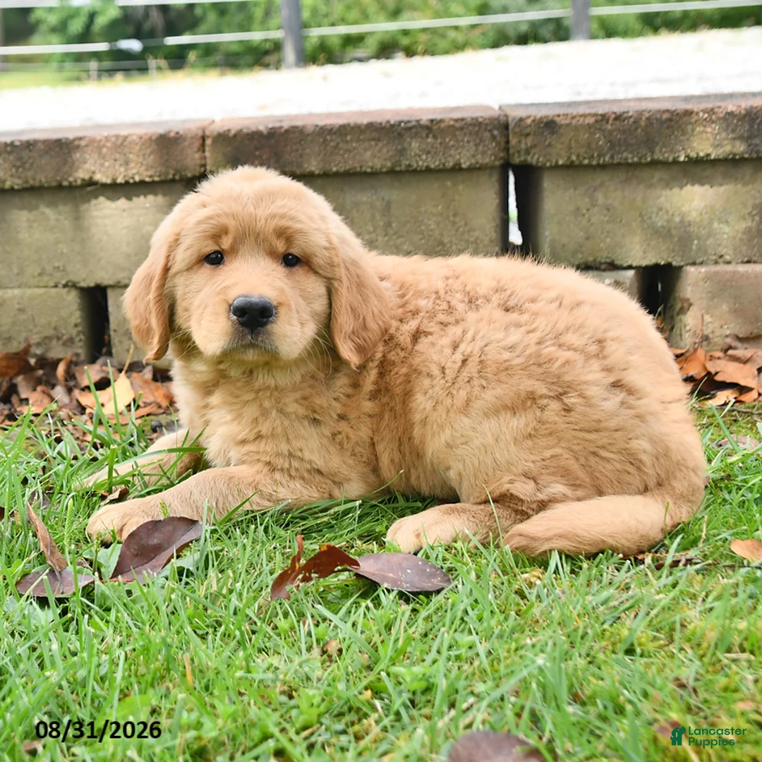 Labrador Retriever dogs for sale: Rosie - Ad 1