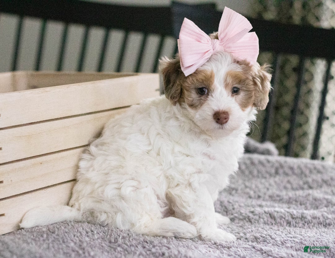 Mini Aussiedoodle dogs for sale: Mabel-petite size - Ad 1