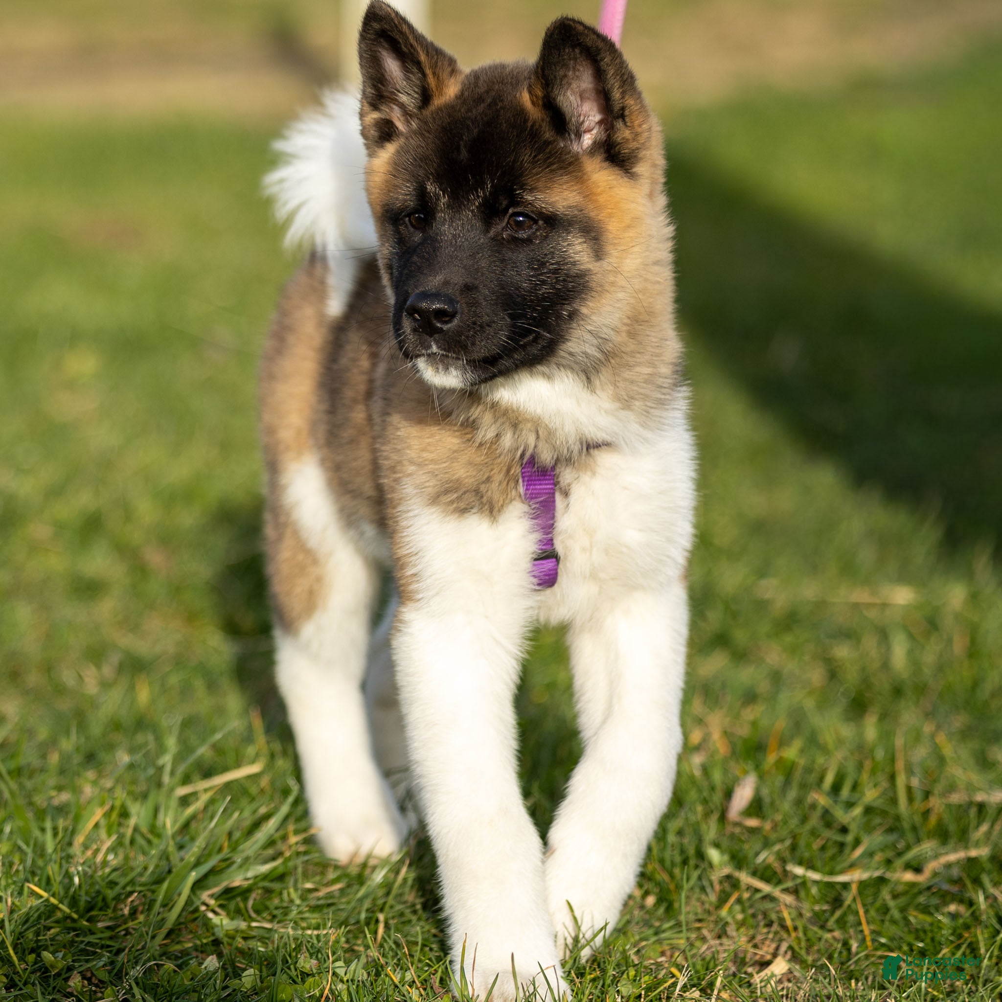 Akita dogs Tessa - Ad 2